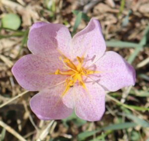 Colchicum autumnale.