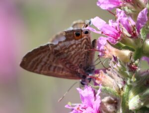 Leptotes pirithous.