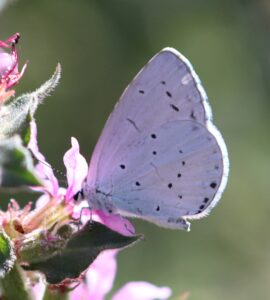 Celastrina argiolus.