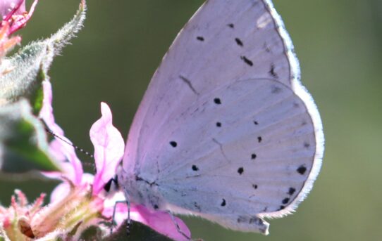 Celastrina argiolus.