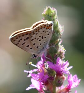 Lycaena tityrus.