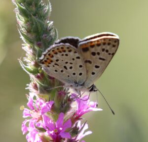 Lycaena tityrus.