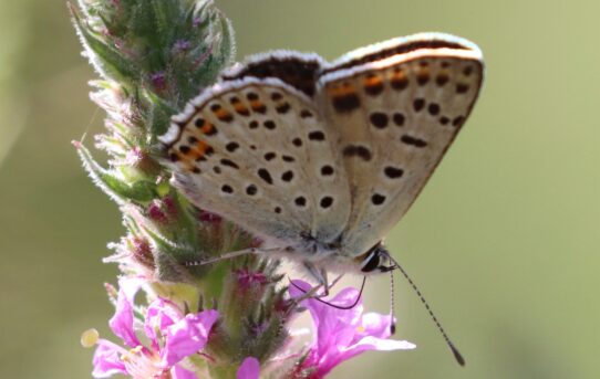 Lycaena tityrus.