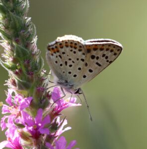 Lycaena tityrus.