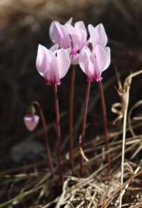 Cyclamen peloponnesiacum