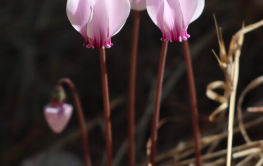 Cyclamen peloponnesiacum