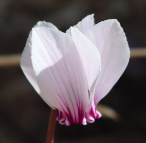 Cyclamen peloponnesiacum