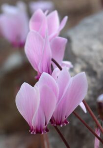 Cyclamen peloponnesiacum