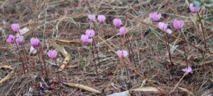 Cyclamen peloponnesiacum