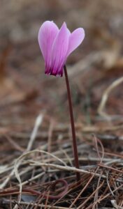 CCyclamen peloponnesiacum