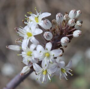 Asphodelus alba.