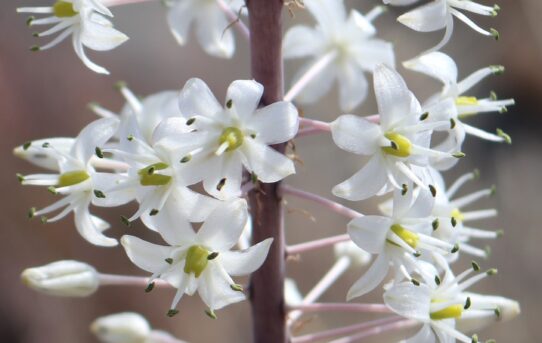 Asphodelus alba.