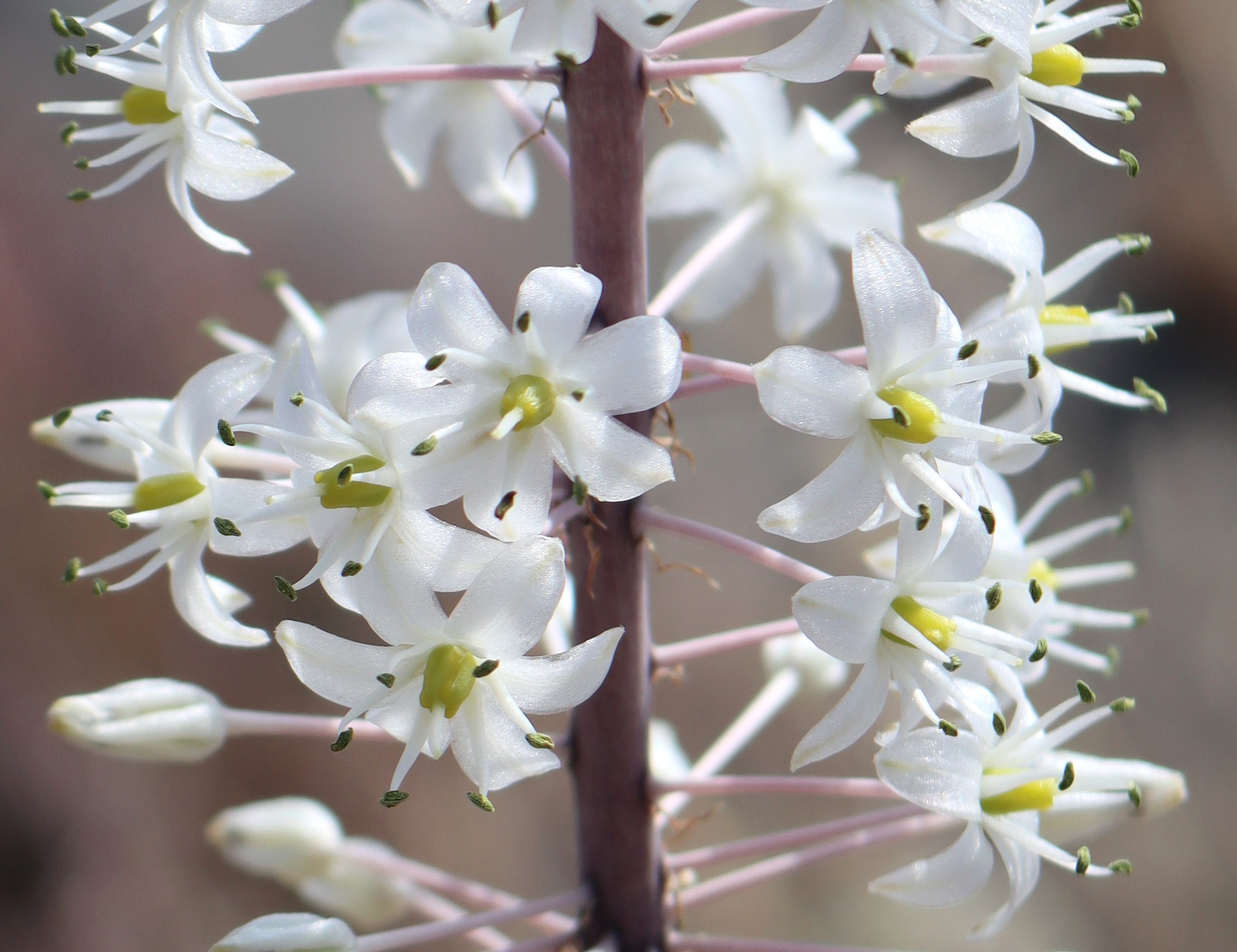 Asphodelus alba.