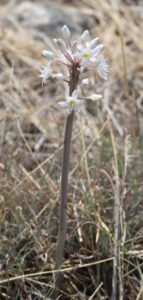 Asphodelus alba.