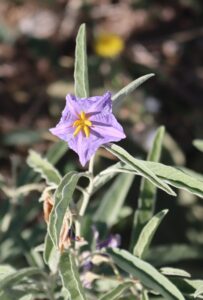 Solanum elaeagnifolium