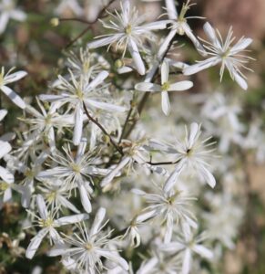 Asphodelus alba.