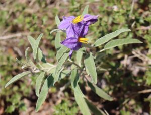 Solanum elaeagnifolium