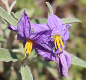 Solanum elaeagnifolium