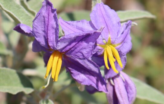 Solanum elaeagnifolium