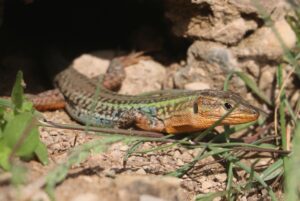 Wall Lizard.