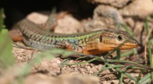 Wall Lizard.