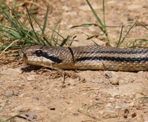 Four-lined Snake.