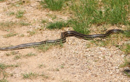 Four-lined Snake.