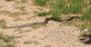 Four-lined Snake.