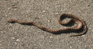 Leopard Snake.