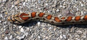 Leopard Snake.