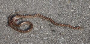 Leopard Snake.