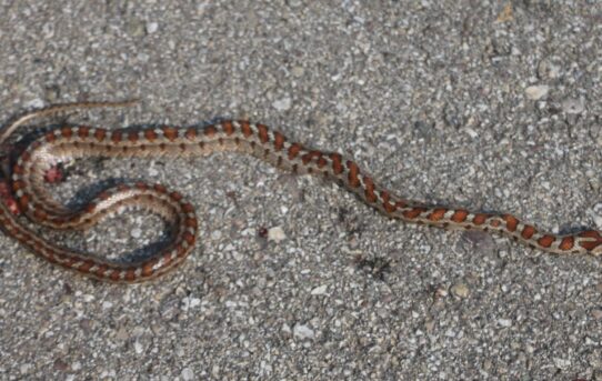 Leopard Snake.