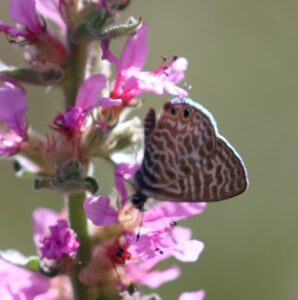 Leptotes pirithous.