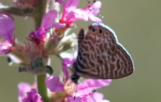 Leptotes pirithous.