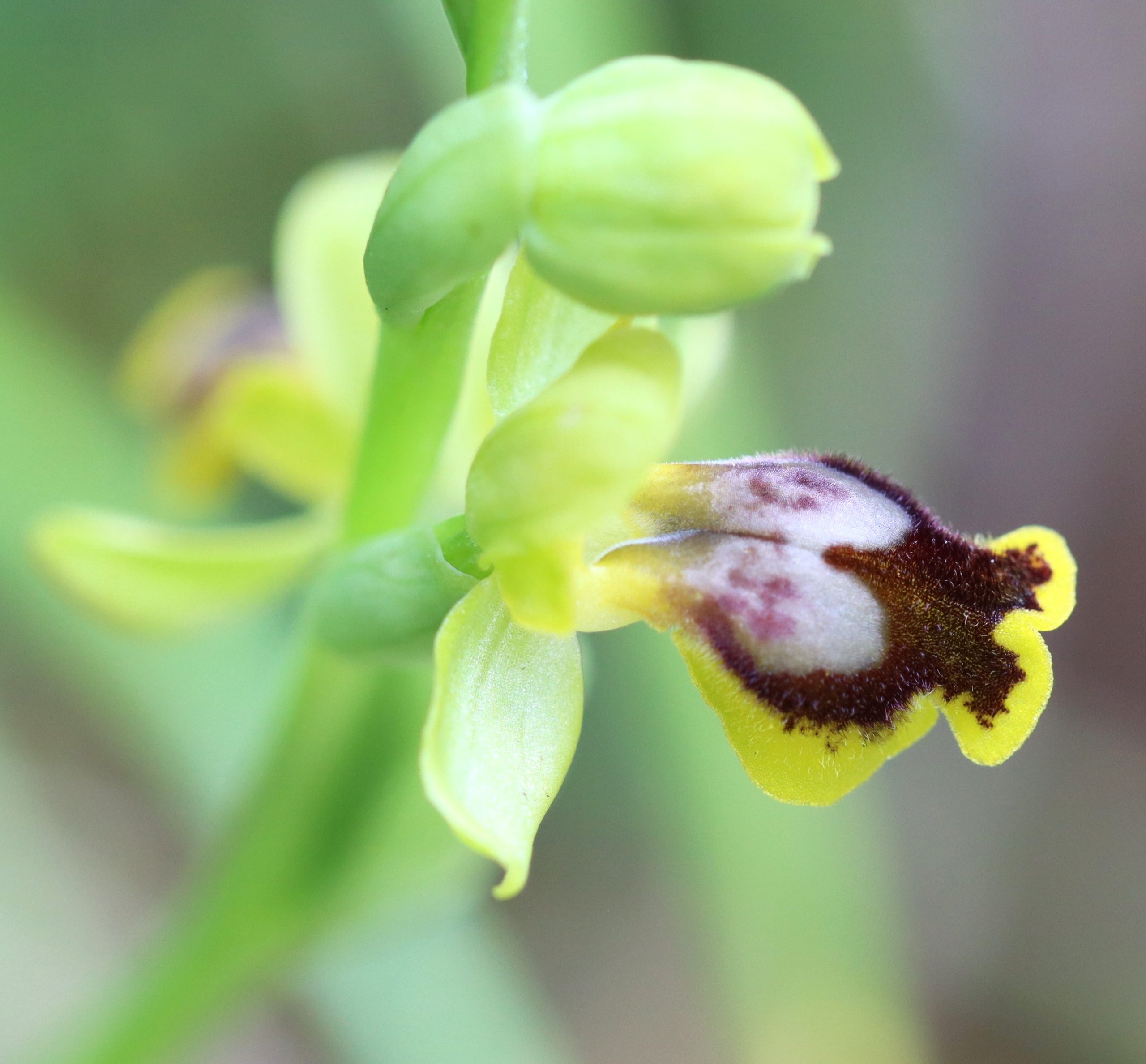 orchid sicily