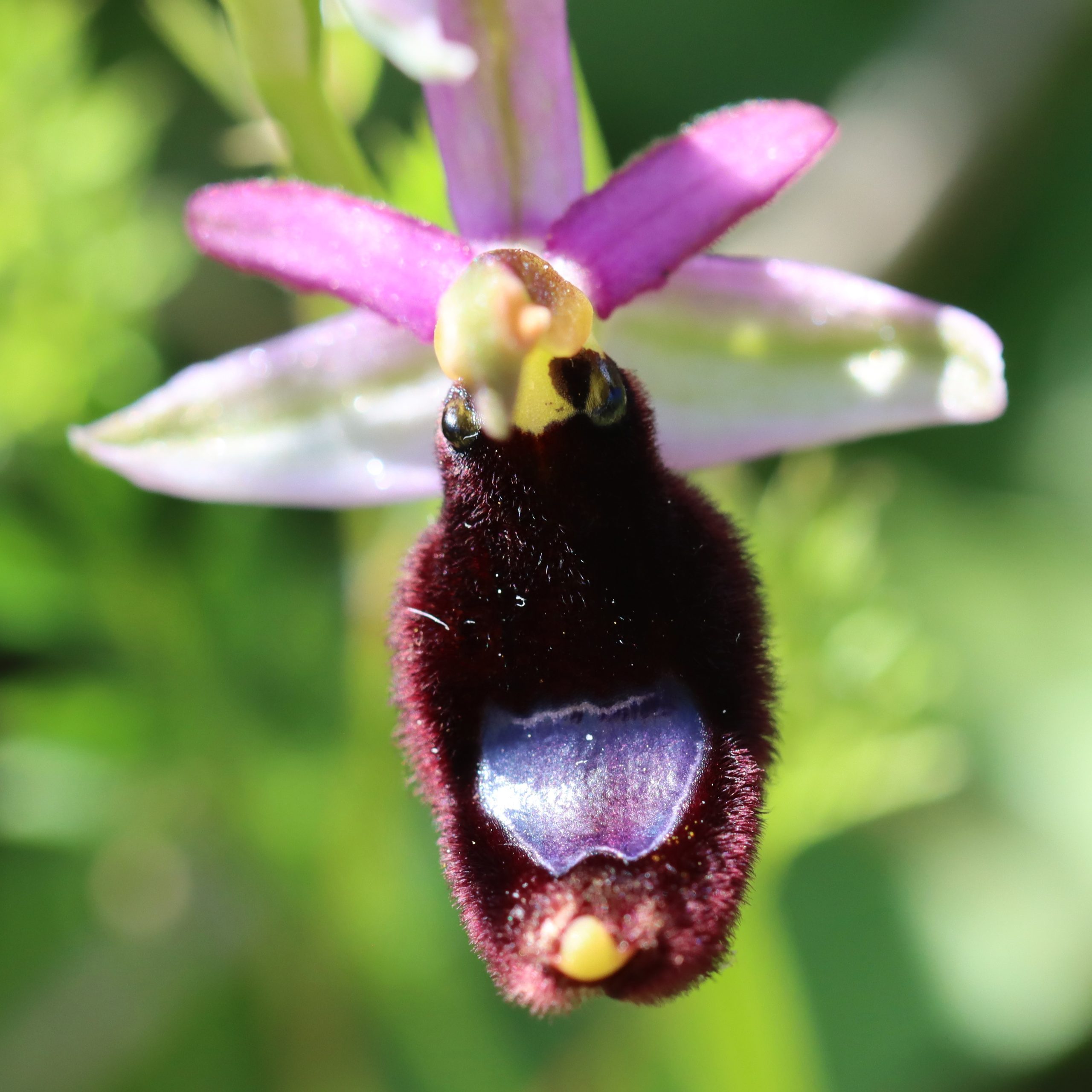 orchid sicily