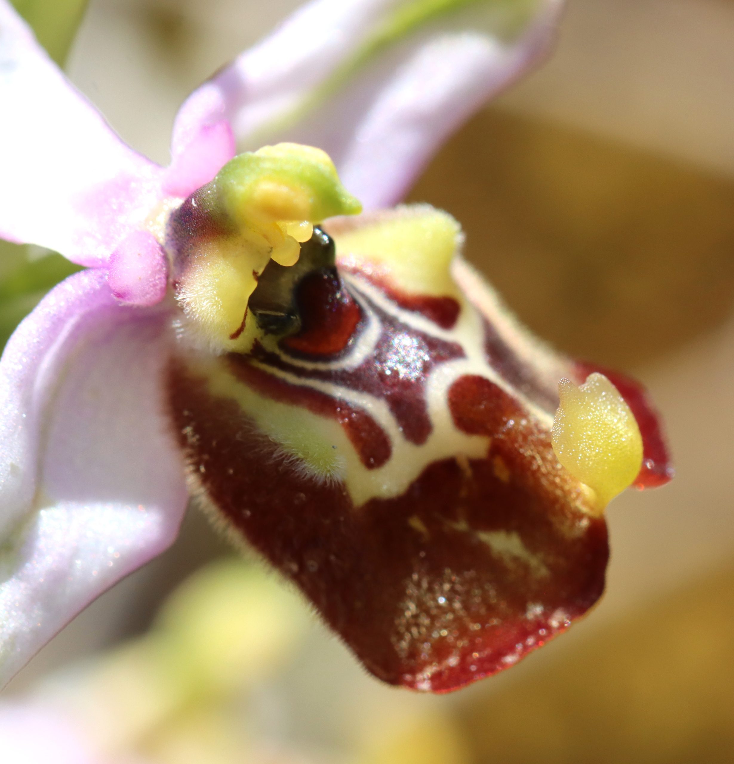 orchid sicily