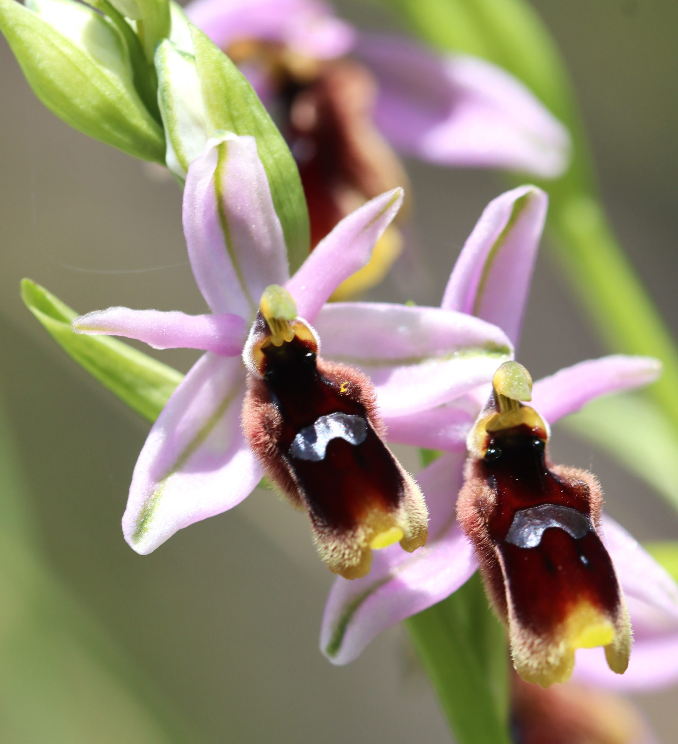 orchid sicily