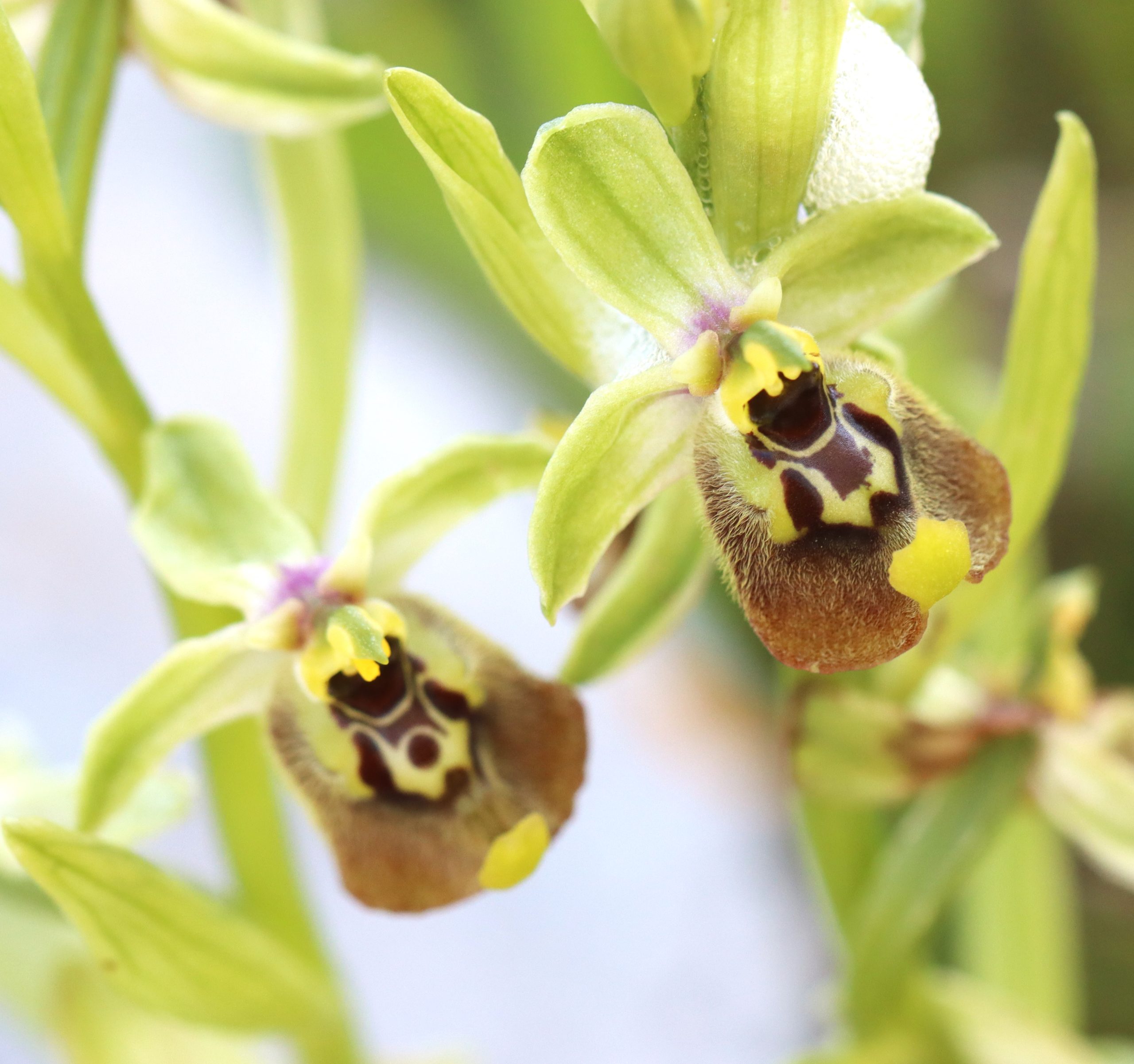 orchid sicily