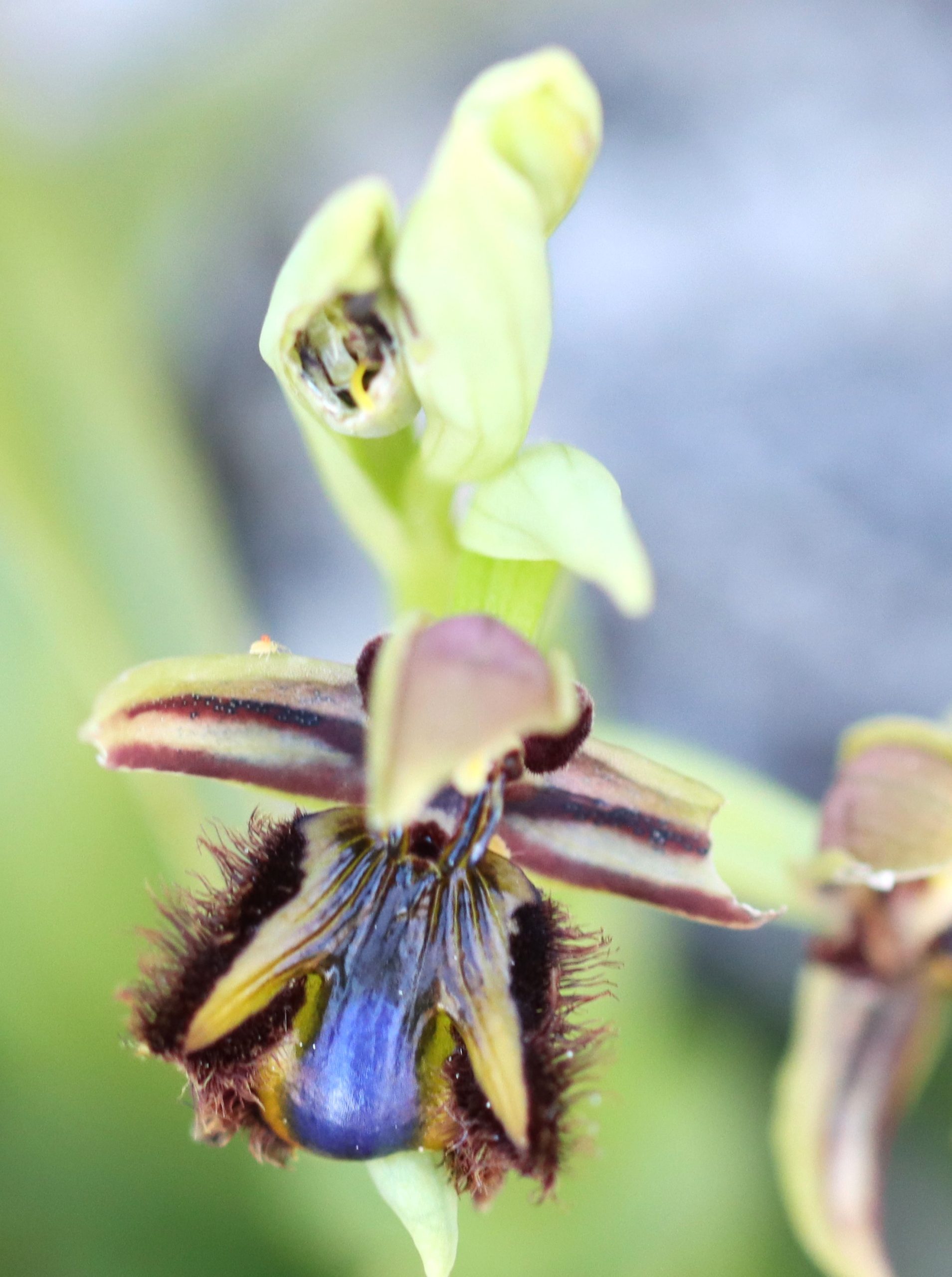 orchid sicily